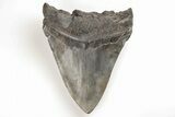 Fossil Megalodon Tooth - South Carolina #196852-1